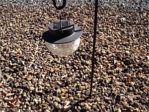 Garden Solar Light