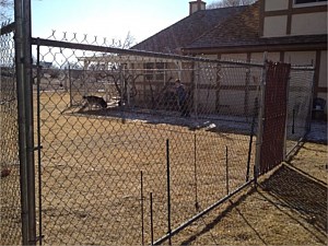 Temporary Fenced Dog Run 1