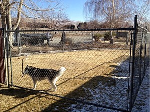 Temporary Fenced Dog Run 2