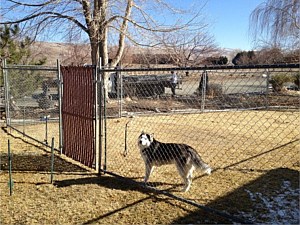 Temporary Fenced Dog Run 3