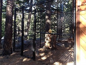 Custom Dog Kennel with Coyote Rollers 1
