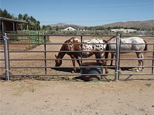 Horse Corral Panels 13