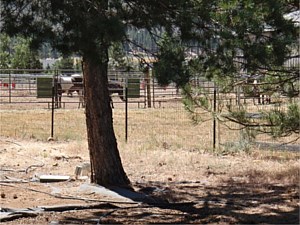 Non-climb Garden & Horse Fence 1