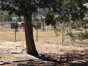 Horse Panels & Gates