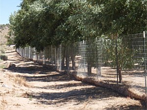 Non-climb Garden & Horse Fence 3